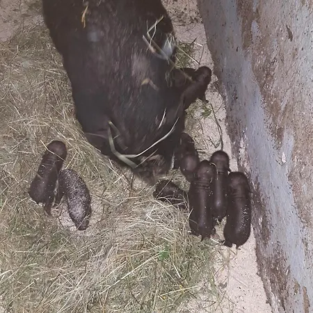 Farm Majdac Солчава