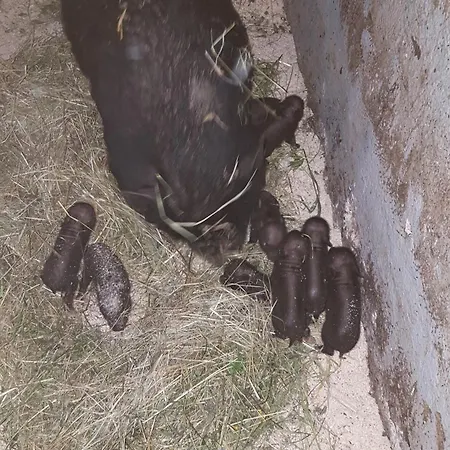 Farm Majdac Solcava